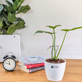 Philodendron Golden Dragon, with 5.5 Inches White Decor Pot